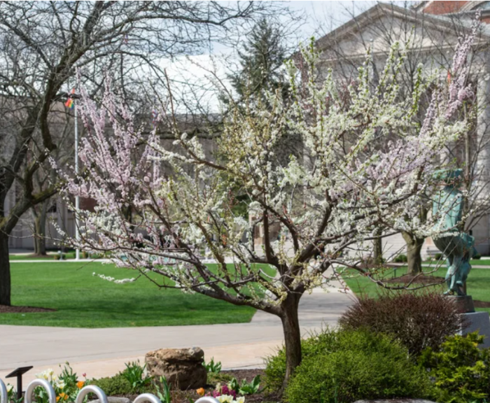 Studio arts professor Sam Van Aken’s original Tree of 40 Fruit grows on the Syracuse University campus and has provoked conversation about sustainably, climate change and cultural relationship between people and the environment.